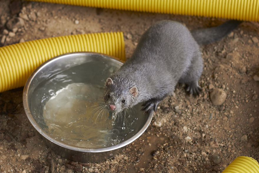 The Story Of A Rescued Mink Named Cranberry (19 Pics)