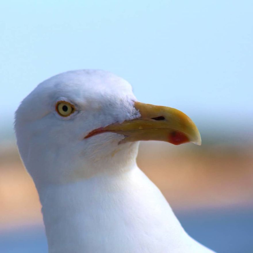 "Why Do You Hate Me So Much?": A Seagull's Rant