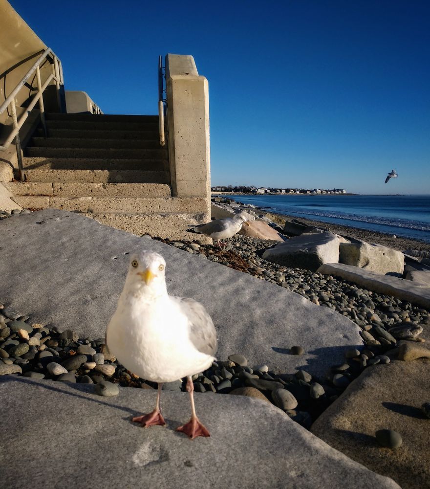 "Why Do You Hate Me So Much?": A Seagull's Rant