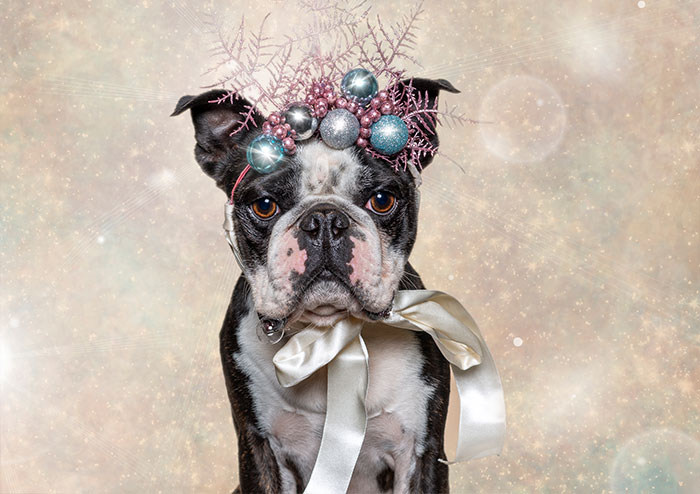 Captured The Expressions Of Animals In The Holiday Spirit (27 Pics)