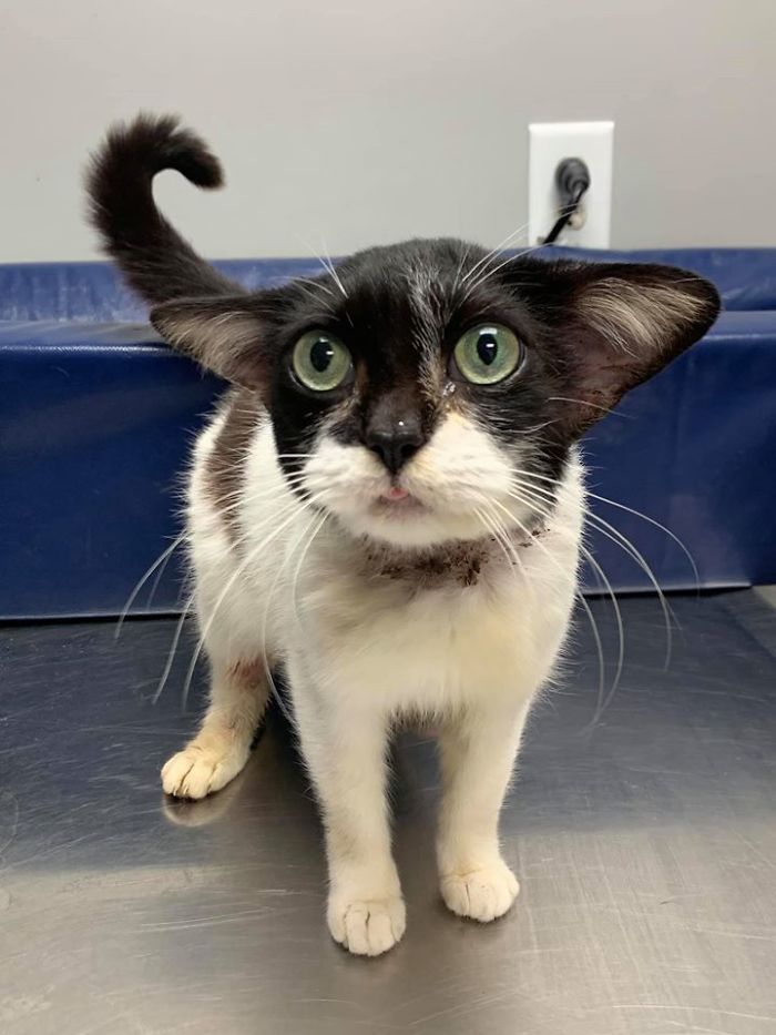 Almost Everyone Wants To Adopt This Very Special Kitty That Looks Like Baby Yoda