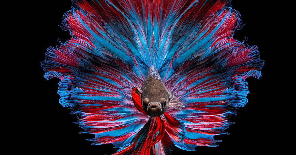 35 Serene and Calming Pictures I Captured Of Betta Fish