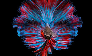 Hago fotos a peces Betta con todo tipo de patrones y colores (35 imágenes)
