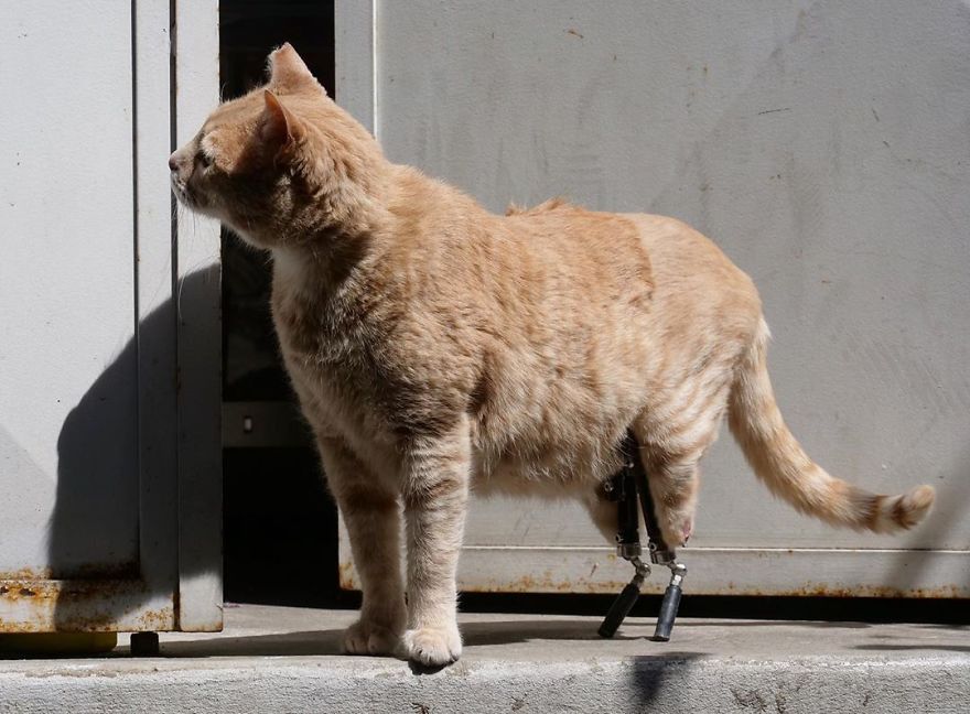 Bionic-Cat-Prosthetic-Legs-Vito