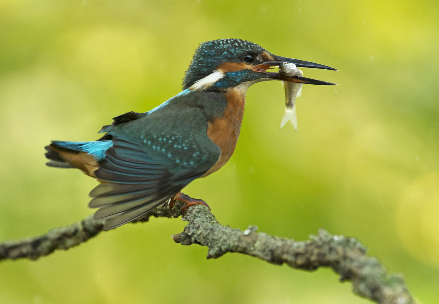I Spent 35 Days Trying To Capture The Captivating Kingfisher (27 Pics)