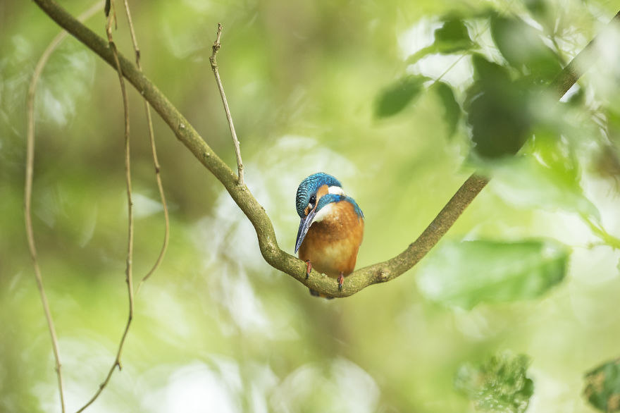 I Spent 35 Days Trying To Capture The Captivating Kingfisher (27 Pics)