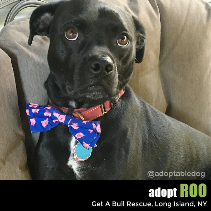 Roo Needs A Home! Roo Needs A Home!