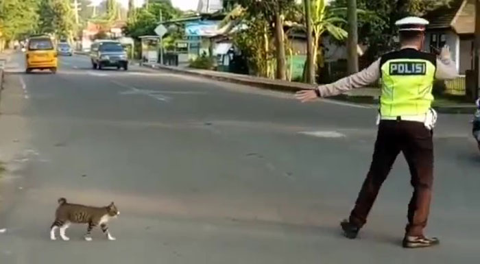Indonesian Police Officer Goes Viral For Helping A Cat Cross The Road