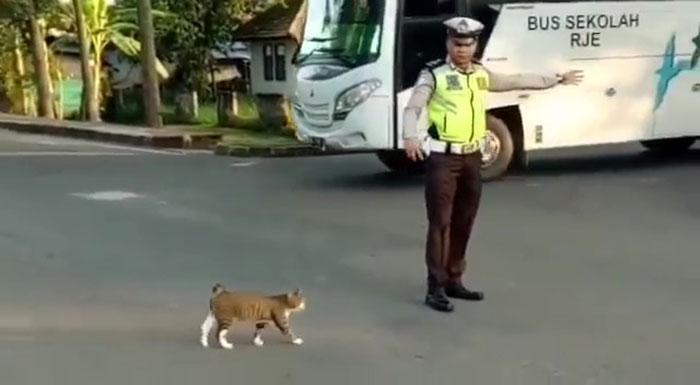 Indonesian Police Officer Goes Viral For Helping A Cat Cross The Road