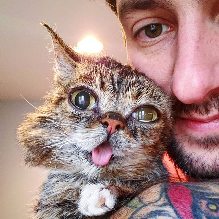 The Owner Of An Internet-Famous Cat Lil Bub Shares A Heartwarming Message To Announce Her Death