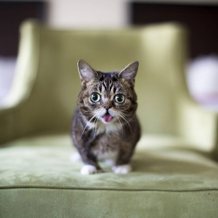 The Owner Of An Internet-Famous Cat Lil Bub Shares A Heartwarming Message To Announce Her Death