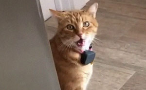 Cat Says "Well, Hi" In A Southern Accent And People Keep Watching It Over And Over Again