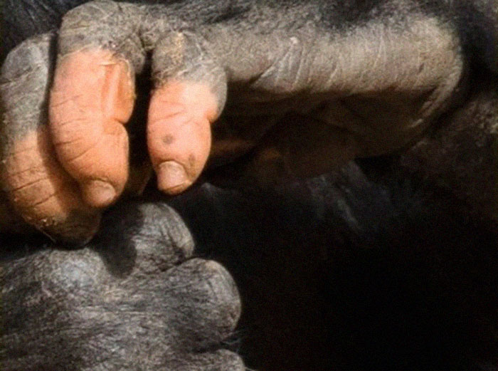 A Gorilla Born With A Lack Of Pigmentation On Her Fingers Surprises People