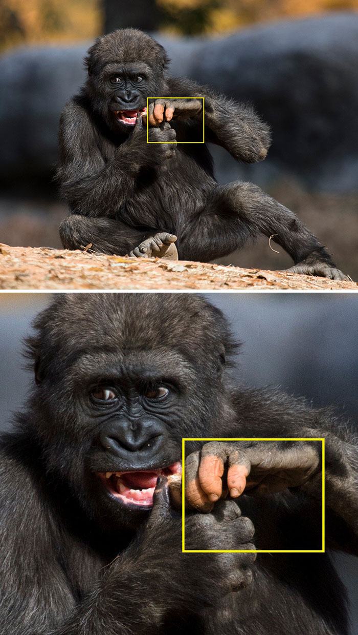 A Gorilla Born With A Lack Of Pigmentation On Her Fingers Surprises People