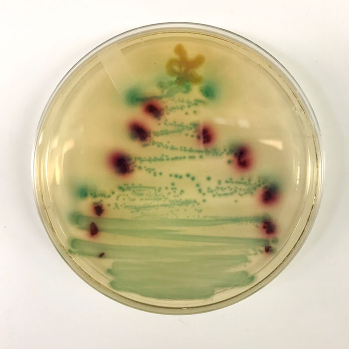 V laboratóriu som si vyrobil bakteriálny vianočný strom