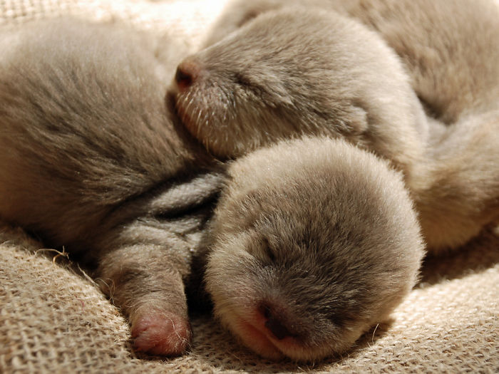 Cute-Baby-Sea-Otters