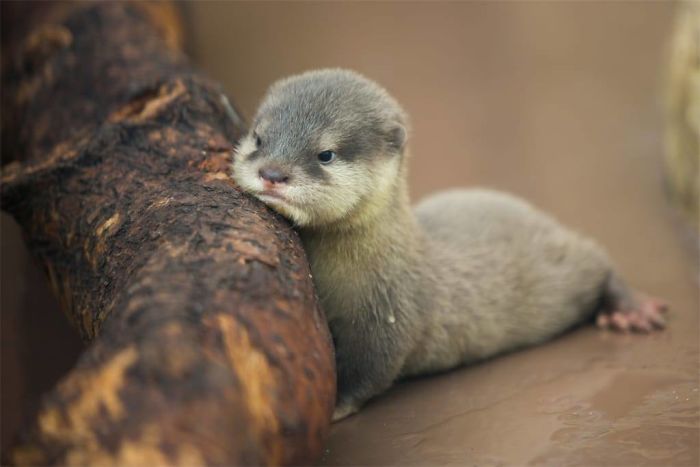 68 Adorable Baby Otter Pics