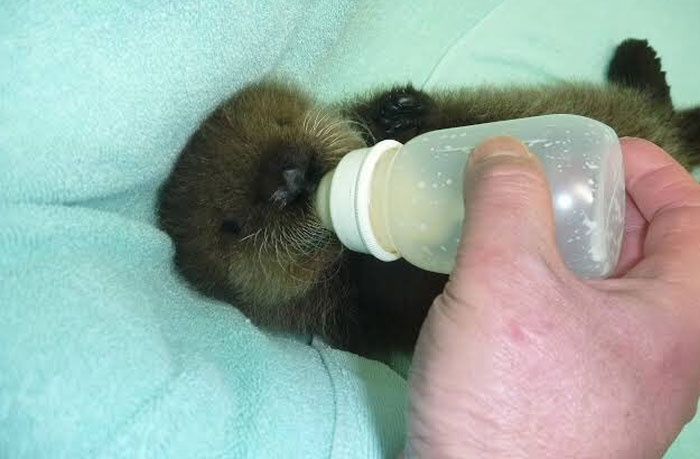 Cute-Baby-Sea-Otters