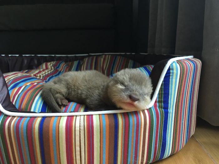 76 Adorable Baby Otter Pics