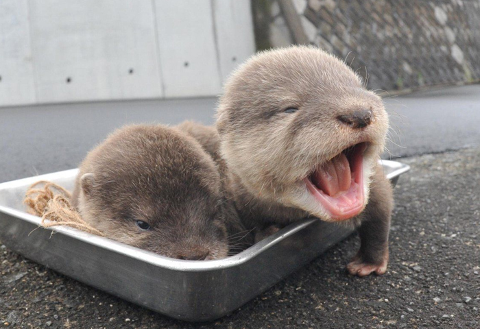If You’re Feeling Down, These 30 Pics Of Baby Otters Will Make You Smile