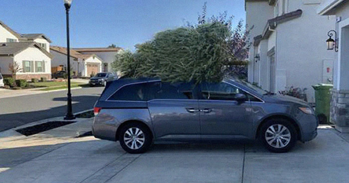 Dad Goes Christmas Tree Shopping Without Mom, Decides To Troll Her With Hilarious Pics