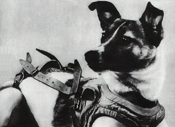 Before Laika Was Launched To Space, One Of The Scientists Took Her Home To Play With His Children