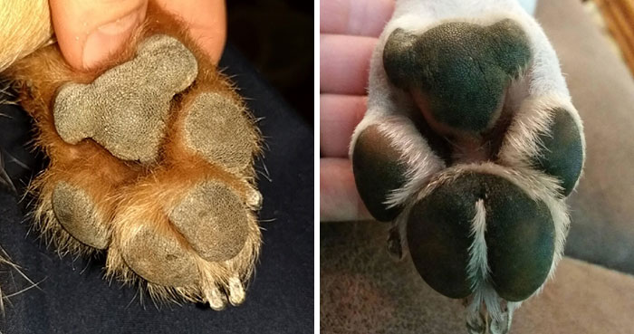 Someone Points Out That Dog Paws Look Like Koalas And Everyone Shares Pics