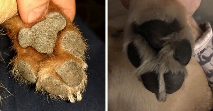 Someone Points Out That Dog Paws Like Koalas And Everyone Shares Pics | Bored Panda