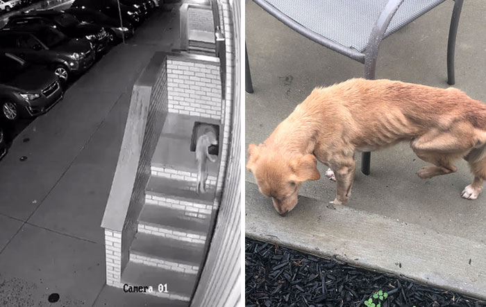 Este hombre dejó sin querer abierta la puerta de su casa y fue «elegido» por un perro callejero que se coló por la noche