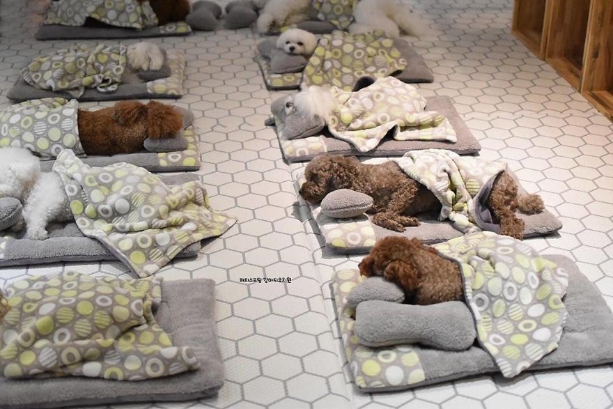 Photos Of Sleeping Pups In A Puppy Daycare Center Are Taking Over The Internet (24 Pics)