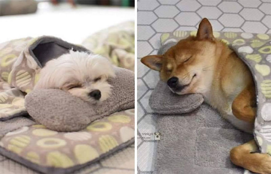 Estas fotos de perritos durmiendo en una guardería canina están conquistando internet (24 fotos)