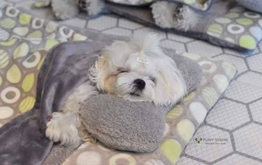 Estas fotos de perritos durmiendo en una guardería canina están conquistando internet (24 fotos)