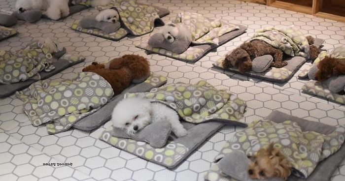 Photos Of Sleeping Pups In A Puppy Daycare Center Are Taking Over The  Internet (24 Pics) | Bored Panda