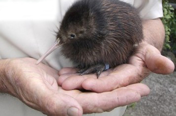 fat-kiwi-bird.jpg