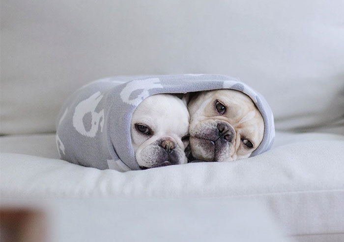 Meet This Adorable Pair Of French Bulldogs That Are Impossible Not To Love (58 Pics)