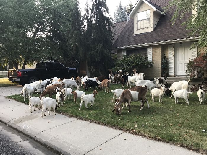 100 "Goats For Rent" Terrorize A Peaceful Neighborhood
