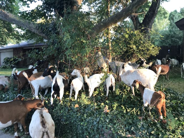 100 "Goats For Rent" Terrorize A Peaceful Neighborhood