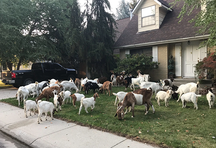 100 “Goats For Rent” Terrorize A Peaceful Neighborhood