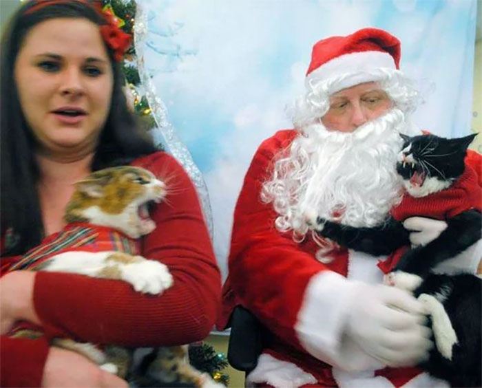 This Woman Took Her Cats To A Department Store To Visit Santa And As You Can See It Went Quite Well