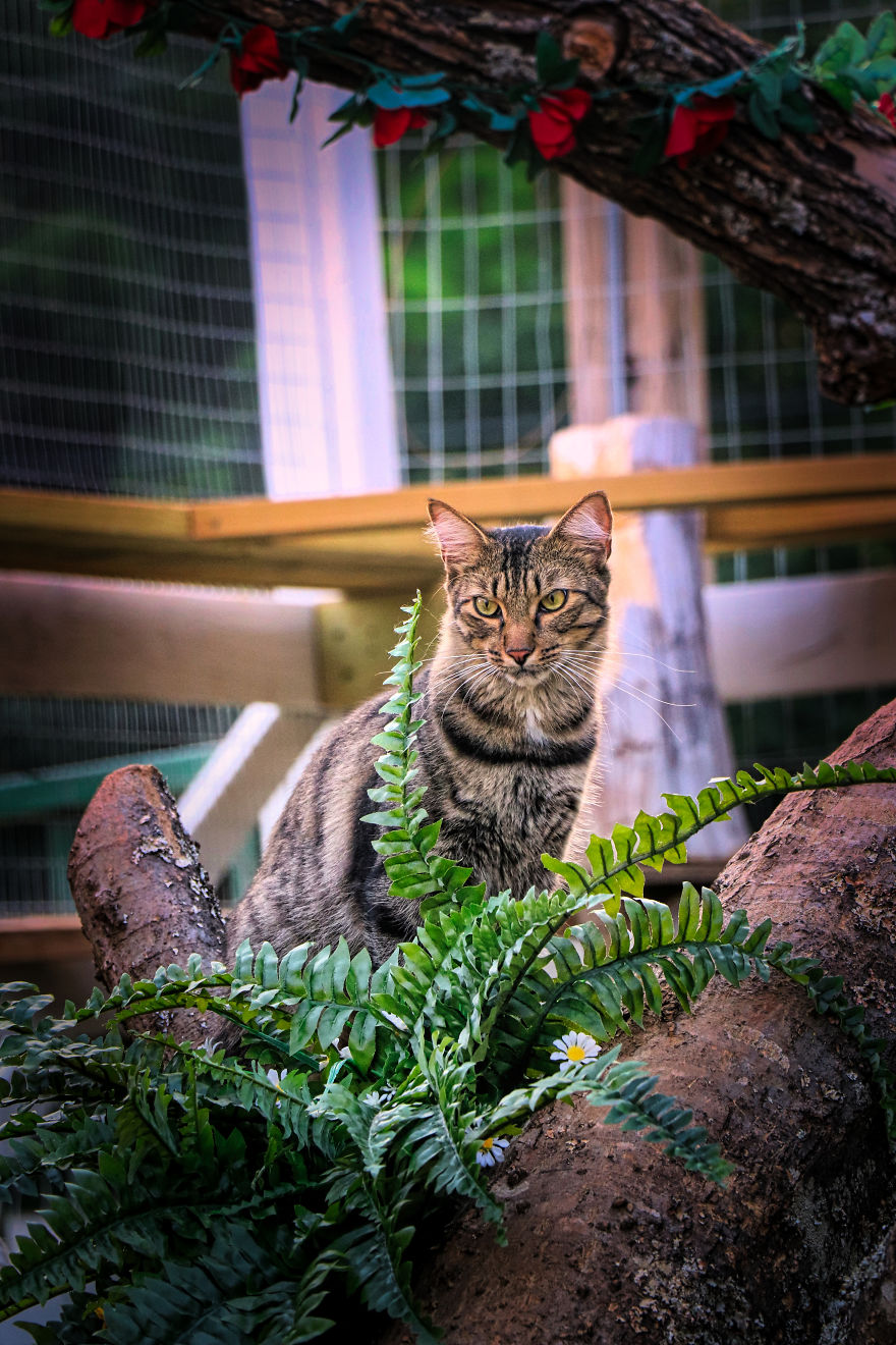 We Created A Sanctuary For Abandoned And Stray Cats Called "Catville"