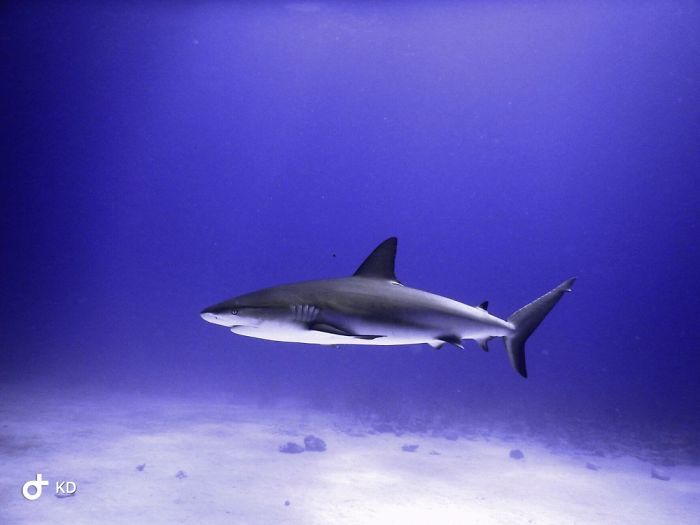 Shark Diving Photography