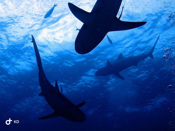 Shark Diving Photography