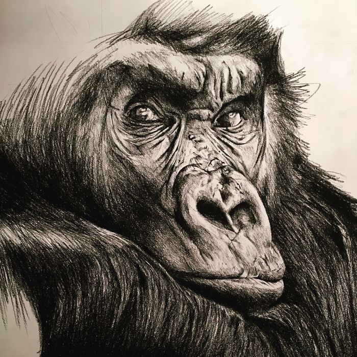 This Is My Last Drawing : The Monkey