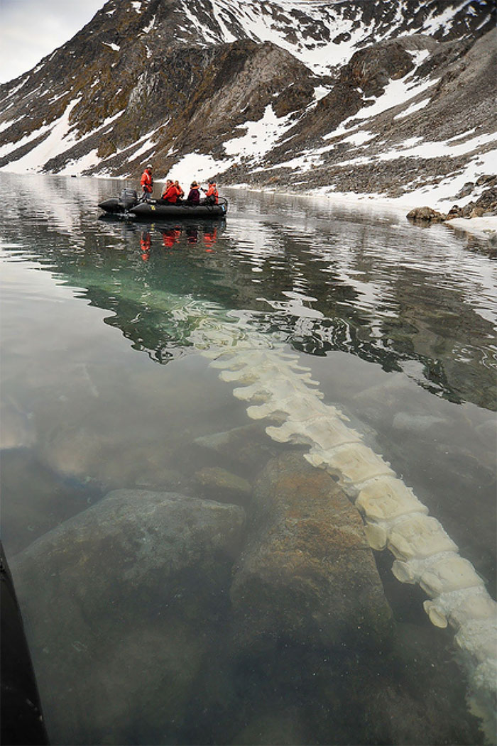 Vértebras de la aleta de una ballena bajo el agua en los fiordos noruegos