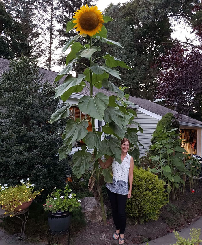 My Friend's Giant Sunflower