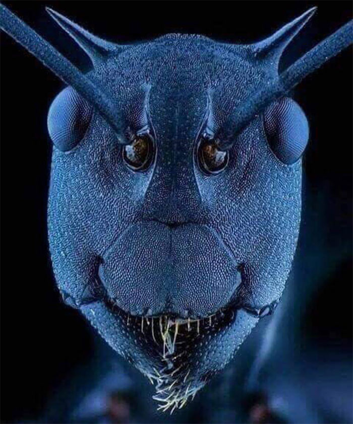 Ant Face Under Electron Microscope