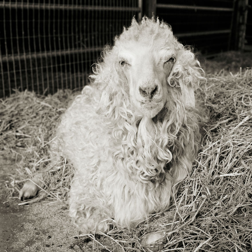 Melvin, Angora Goat, Age 11+