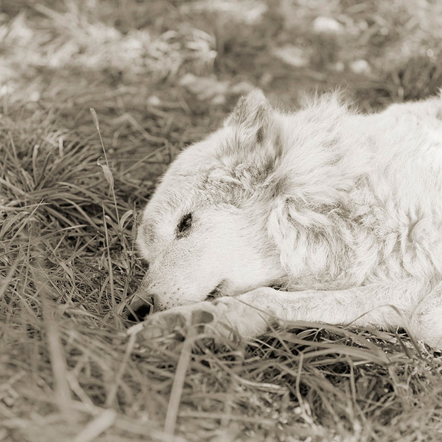 Kiri, Great Plains Wolf, Age 17