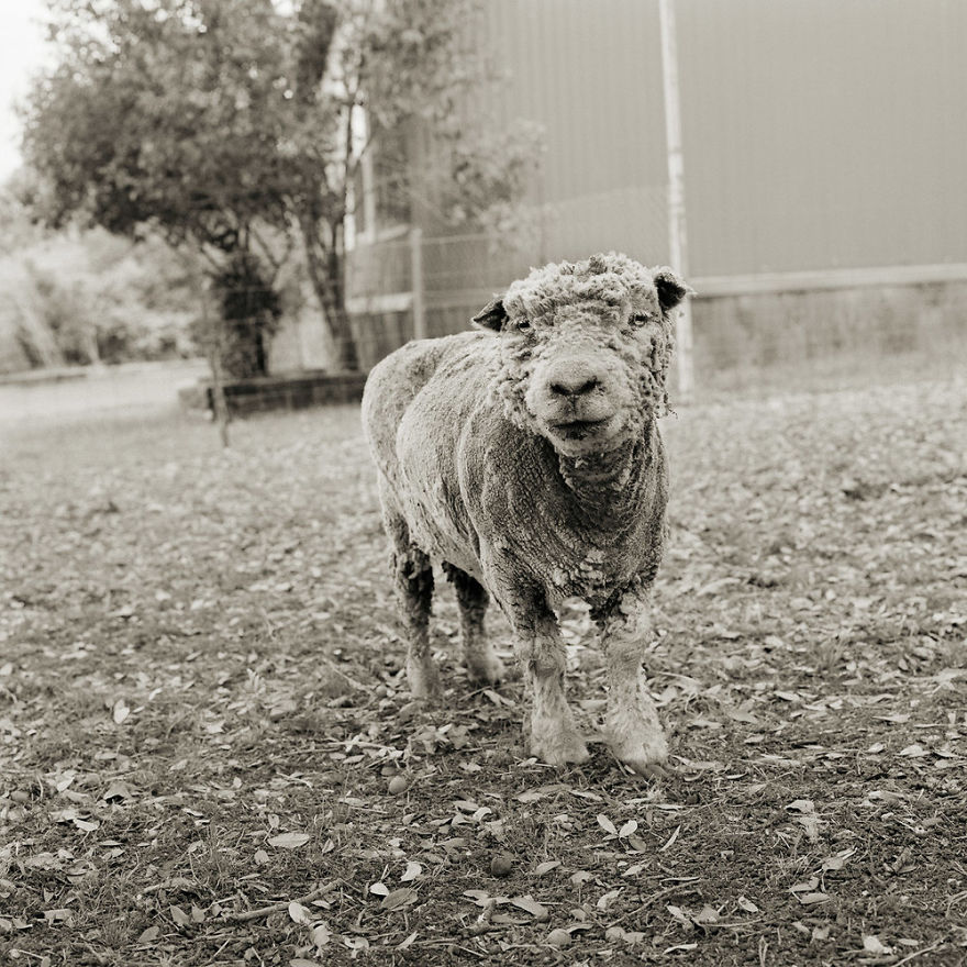 Phyllis, Southdown Sheep, Age 13