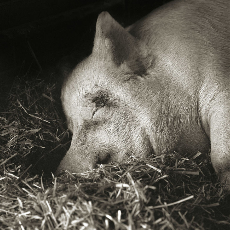 Teresa, Yorkshire Pig, Age 13